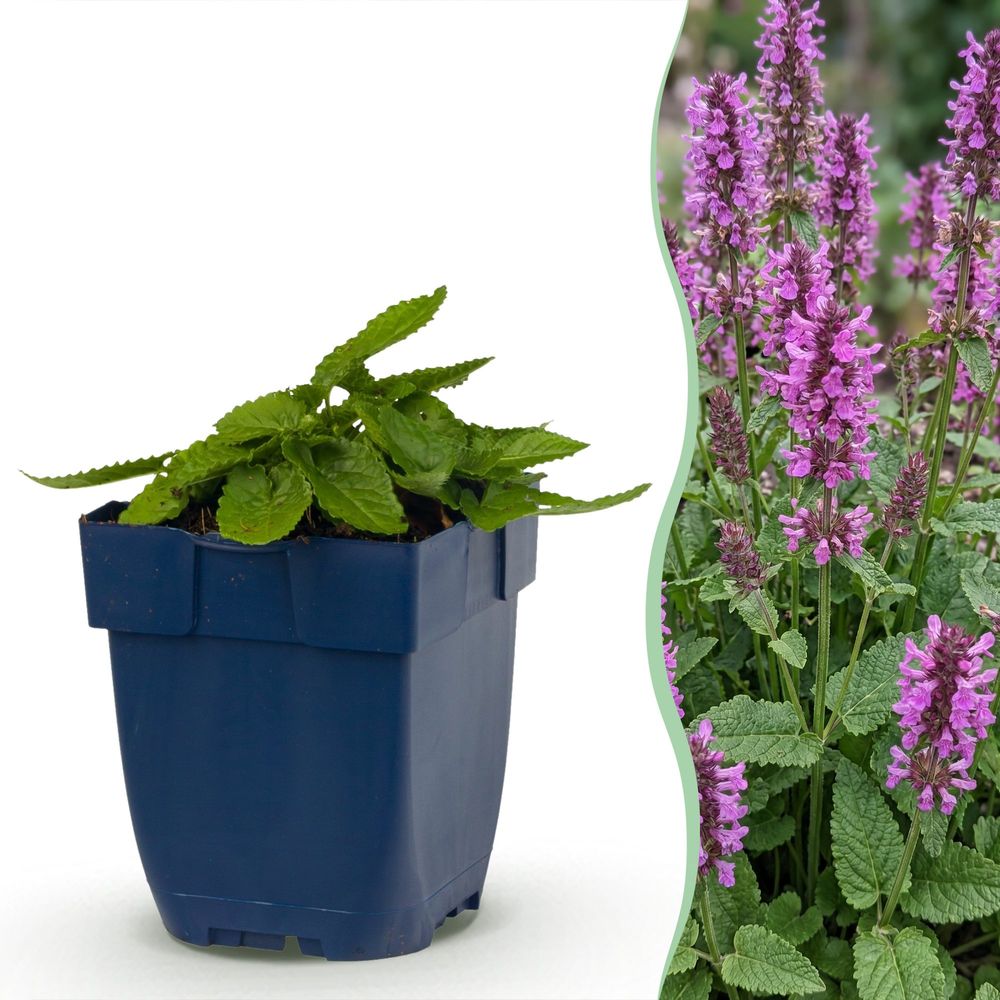 Stachys hummelo - h 15-25 cm, pot ø11 cm