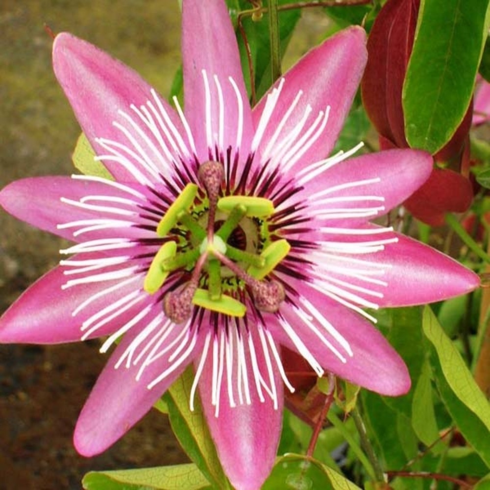 Passiflore 'victoria' pot de 2l/3l