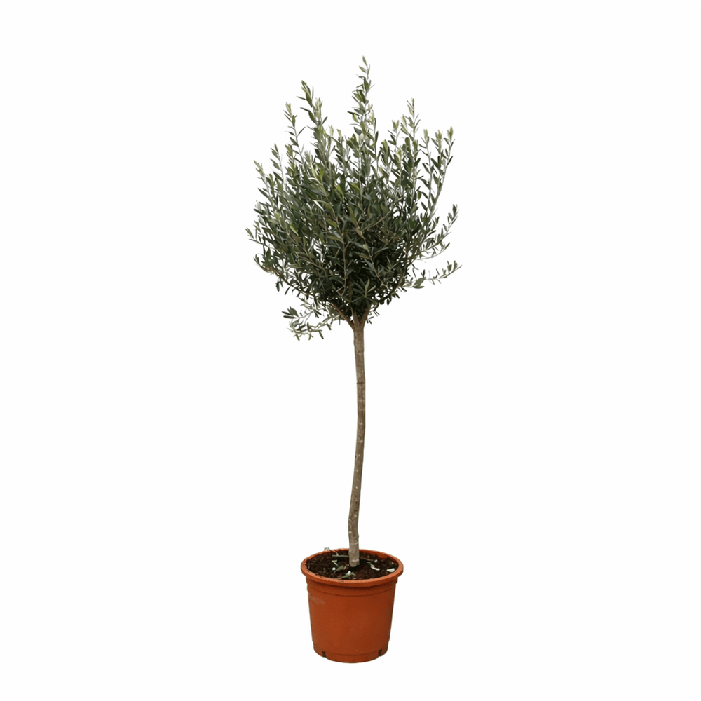 Olivier - olea europaea tronc 160cm - plante d'extérieur