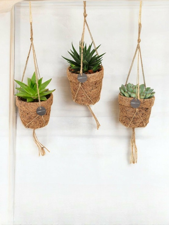 Box - 3 kokodama succulente