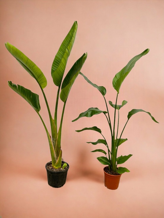 Strelitzia nicolai + strelitzia augusta - 100 cm - ø17-21 100cm - plante d'intérieur