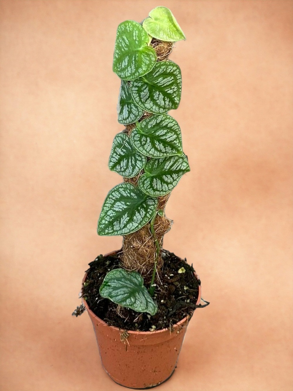 Monstera dubia