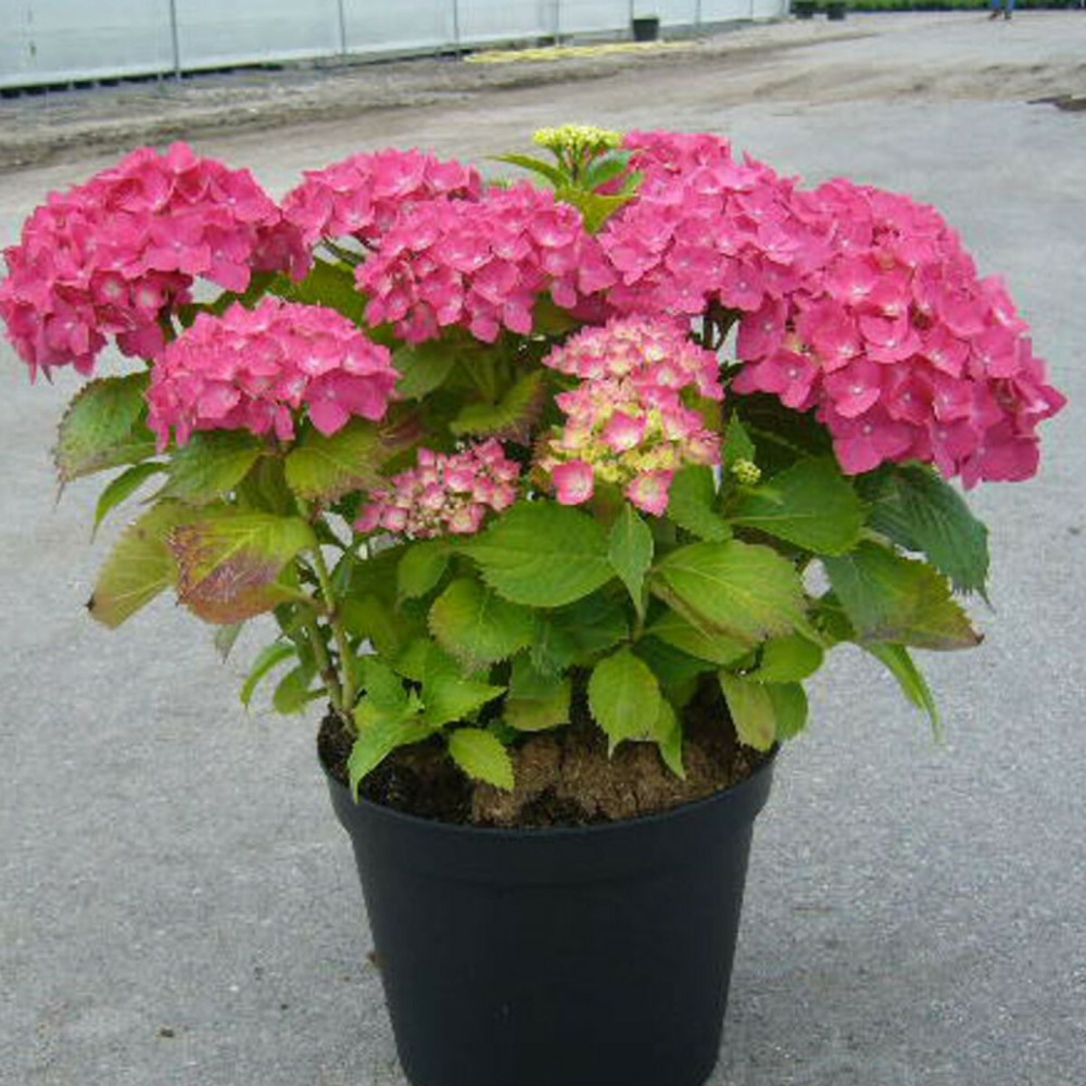 Hortensia rosita, hydrangea macrophylla pot de 3l - 20/40 cm