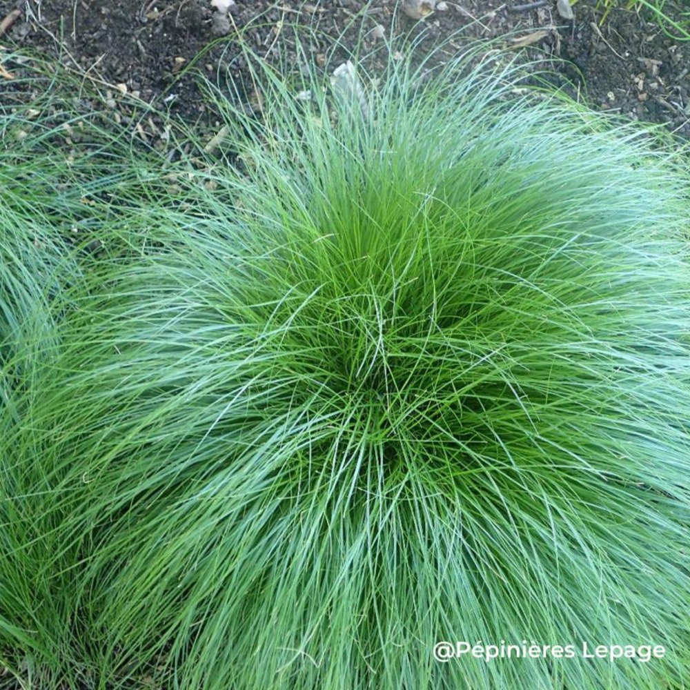 3 laîches rousses (carex tenuiculmis)