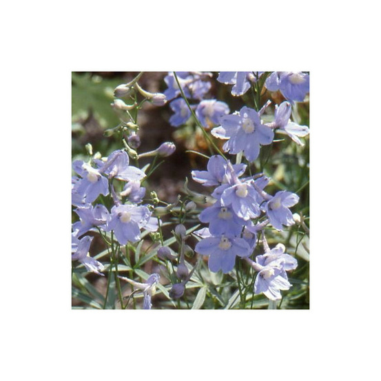 Pied-d'alouette cliveden beauty, delphinium lot de 5 godets