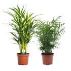 Mélange de 2 palmiers - areca, chamaedorea - pot 17cm - hauteur 50-70cm - plantes d'intérieur
