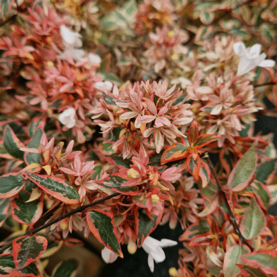 Abelia tricolor charm® 'mincautri', abélia à grandes fleurs pot de 3l - 20/40 cm