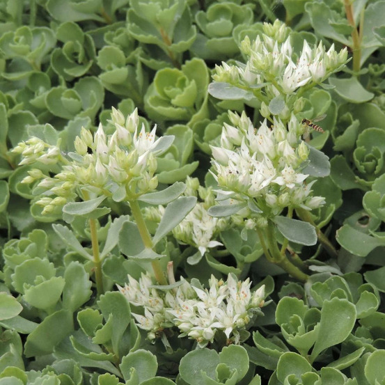 Orpin summer snow, sedum lot de 3 godets