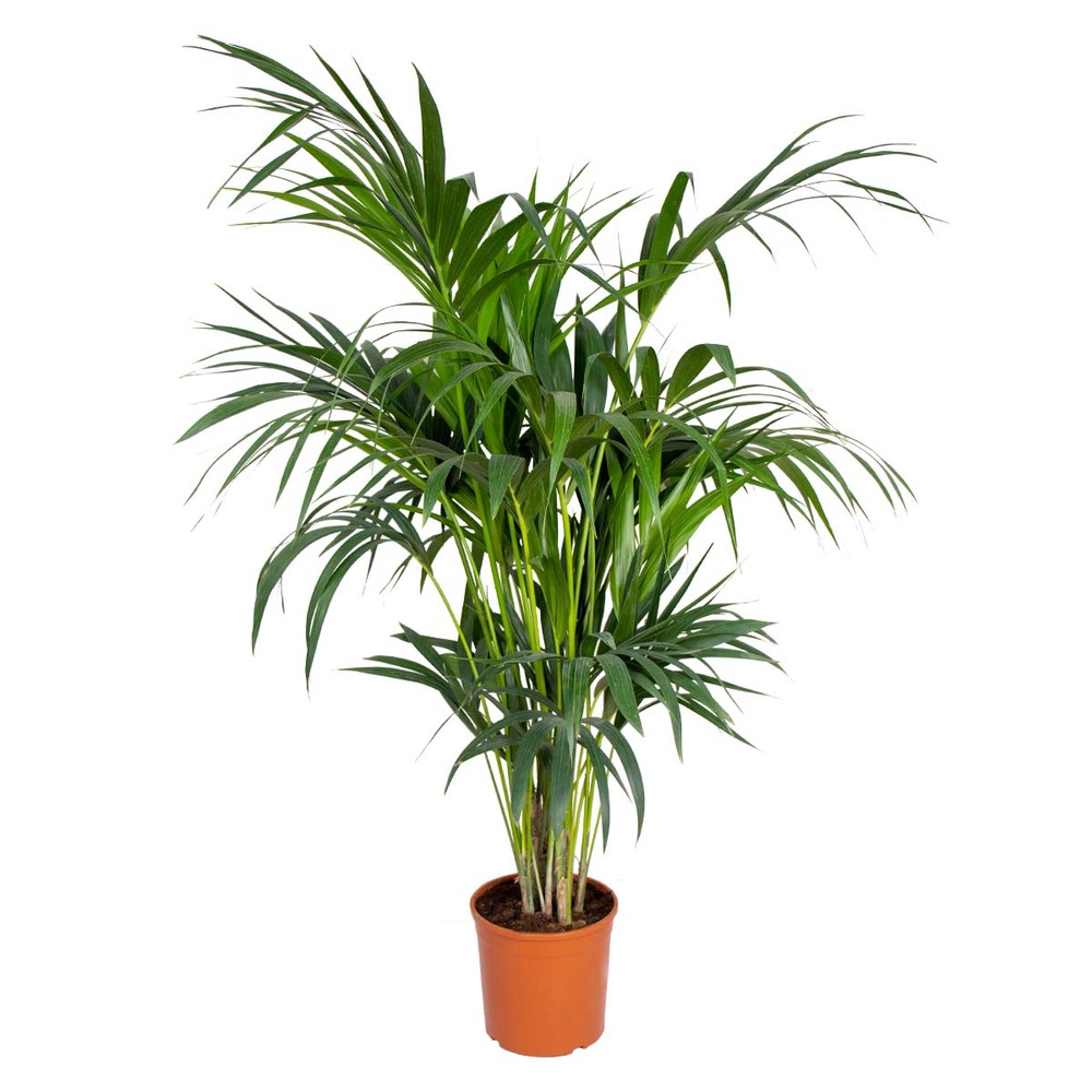 Howea forsteriana - palmier kentia - plante d’intérieur - 120-140 cm de haut - pot 24 cm