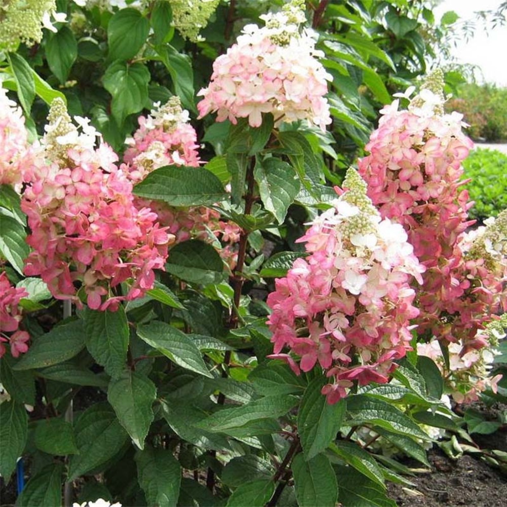 Hortensia paniculé 'magical vesuvio' pot de 4l/5l