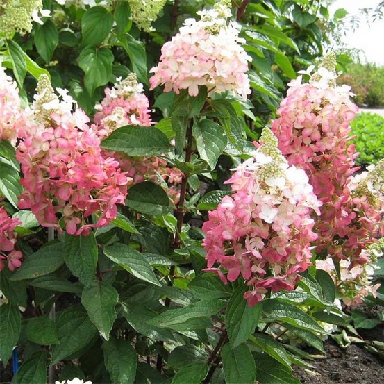 Hortensia paniculé 'magical vesuvio' pot de 4l/5l