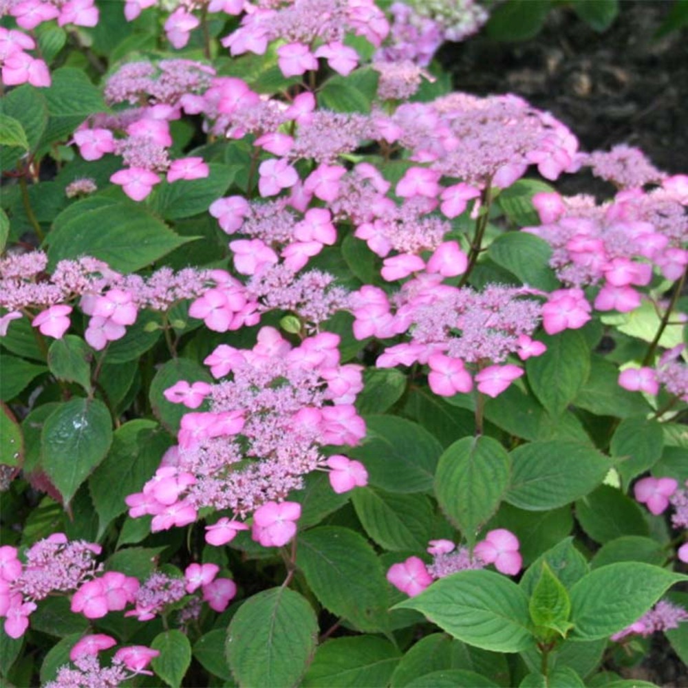 Hortensia 'avelroz' pot de 7,5l/10l