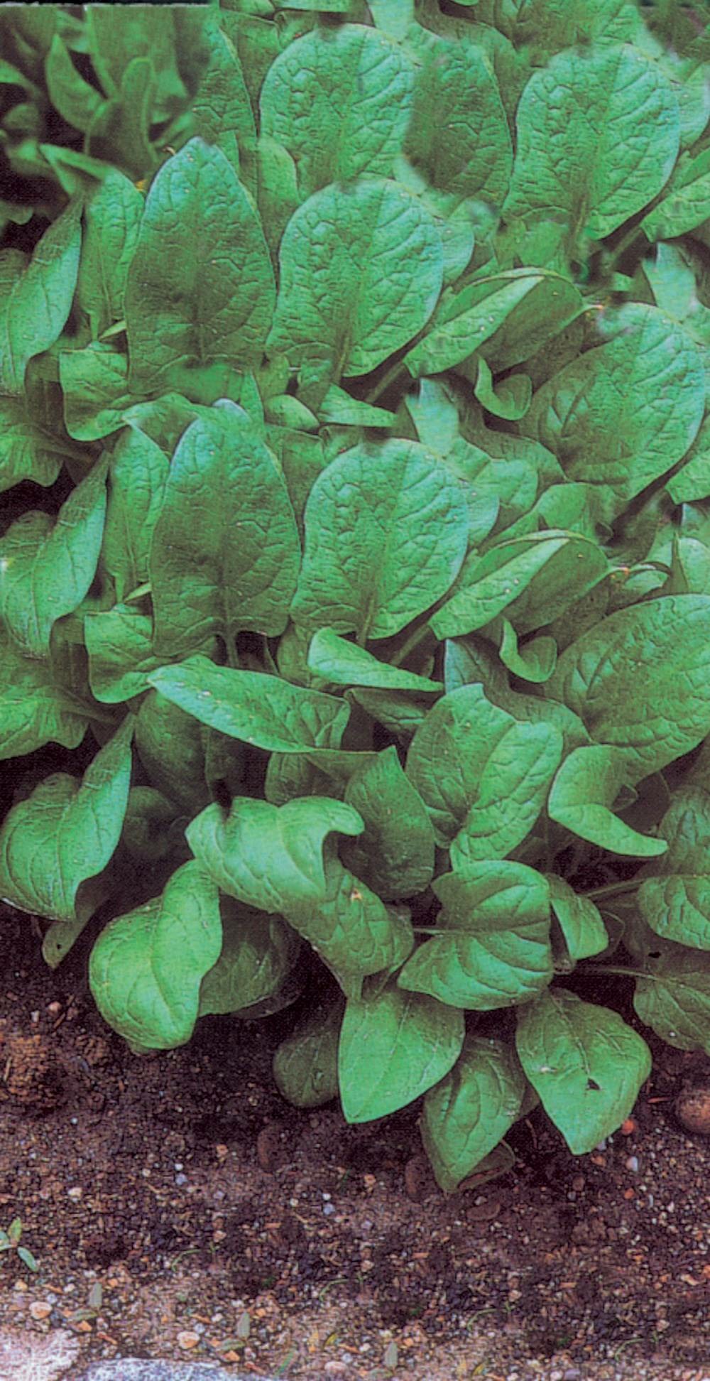 Epinard matador - 20 g