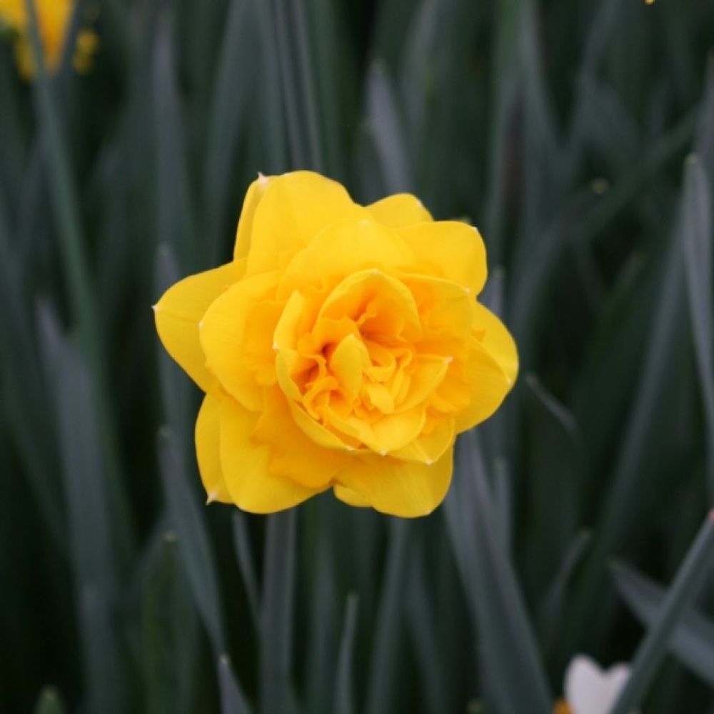 Narcisse 'heamoor' bulbe calibre 12/14 (par 5)