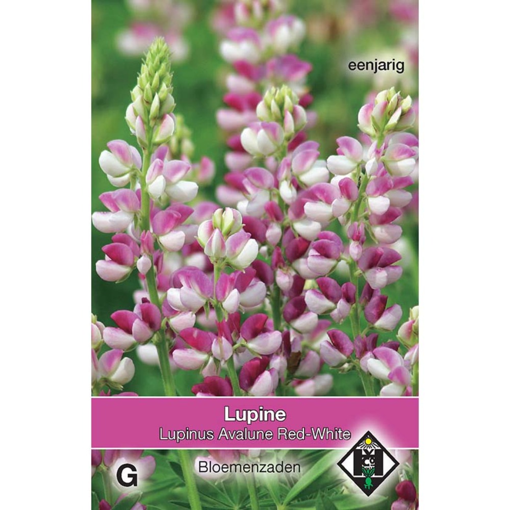 Lupin 'avalune red-white' le sachet de 40 graines environ (1g)