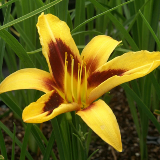 Hémérocalle wideyed godet - 5/20 cm