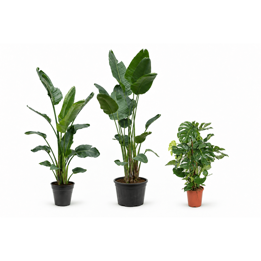 Jungle à deux hauteurs — 2 strelitzia nicolai et monstera deliciosa — lot de 3 plantes