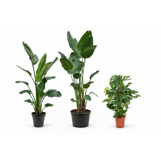 Jungle à deux hauteurs — 2 strelitzia nicolai et monstera deliciosa — lot de 3 plantes