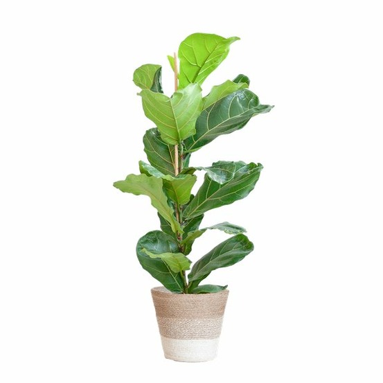 Ficus lyrata et son pot panier blanc - hauteur 80cm