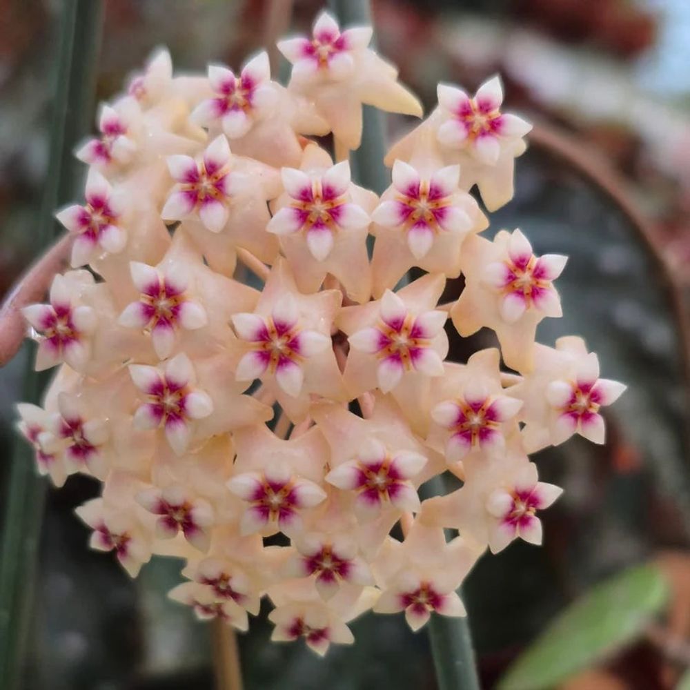 Hoya parasitica silver - pot de 10,5cm - plantes d'intérieur