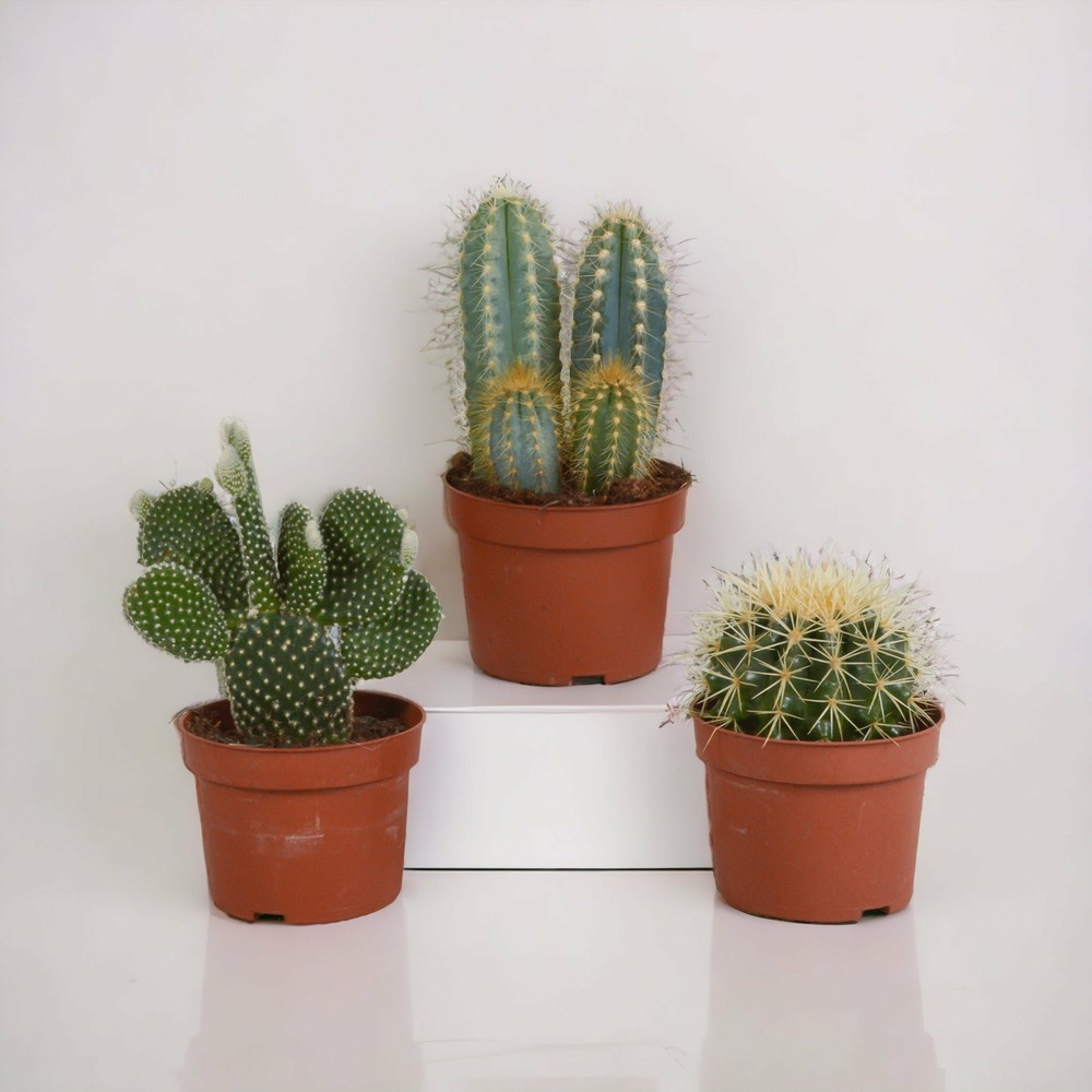 Coffret de cactus & succulentes