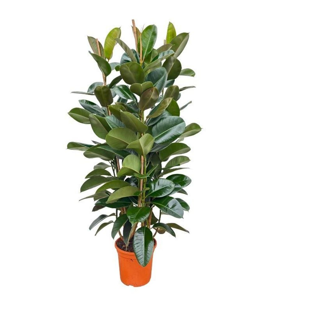 Ficus elastica robusta arbuste - 140 cm ø27 - plantes d'intérieur