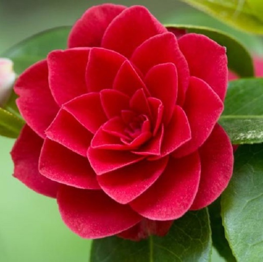 2 x camélia - camellia japonica rood  - 40-50 cm pot