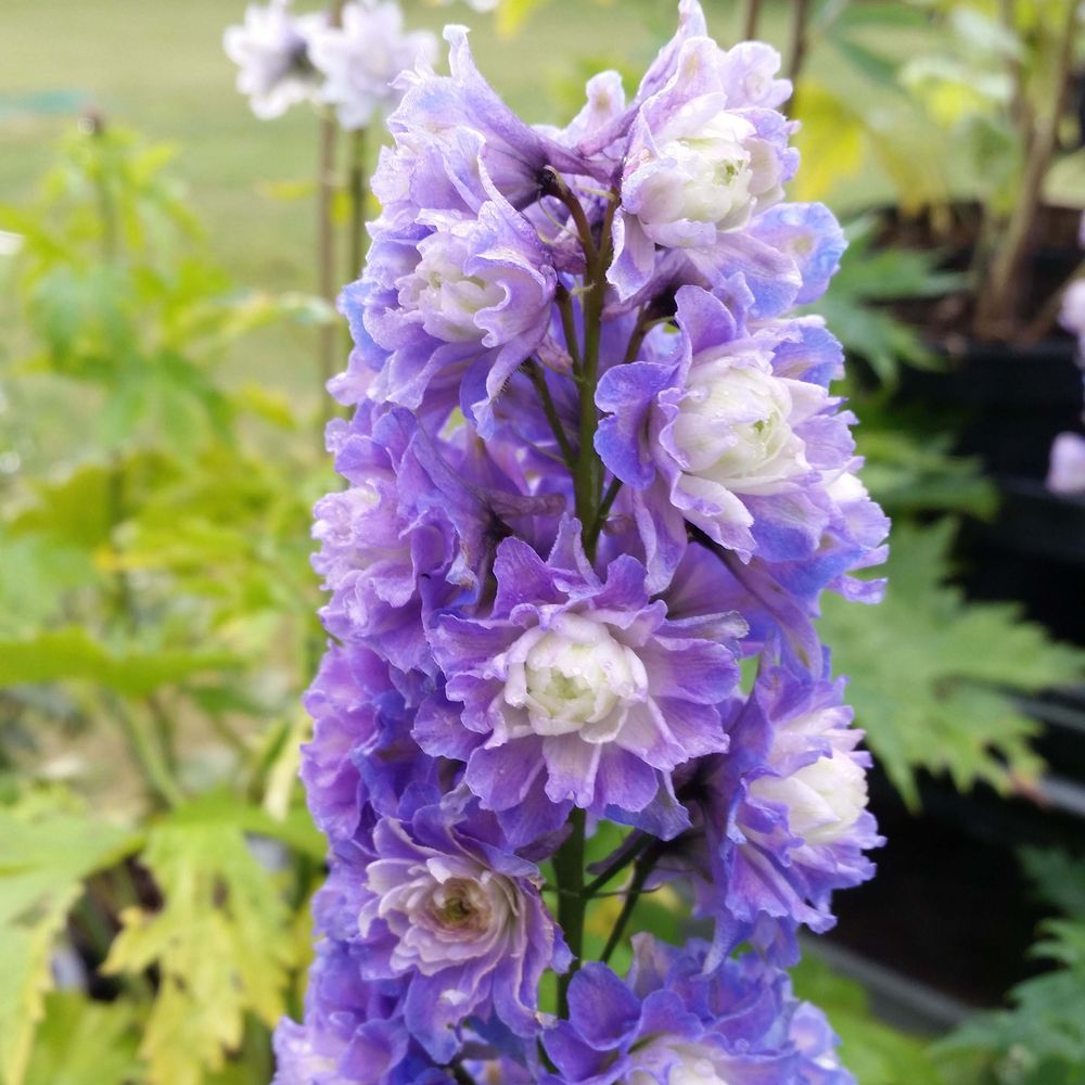Pied d'alouette elatum 'highlander bolero' godet de 8/9 cm