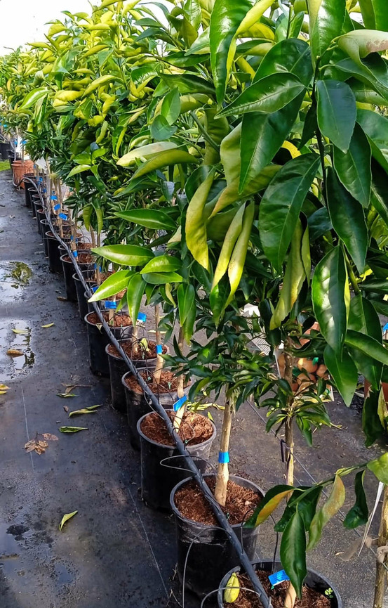 Citrus sinensis var.lanelate (orange grand fruit bien équilibré) pot de 9 litres -140/160 cm