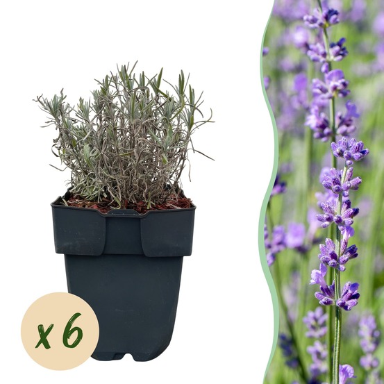 Lavandula hidcote – lot de 6 – pot 17 cm – hauteur 30 cm