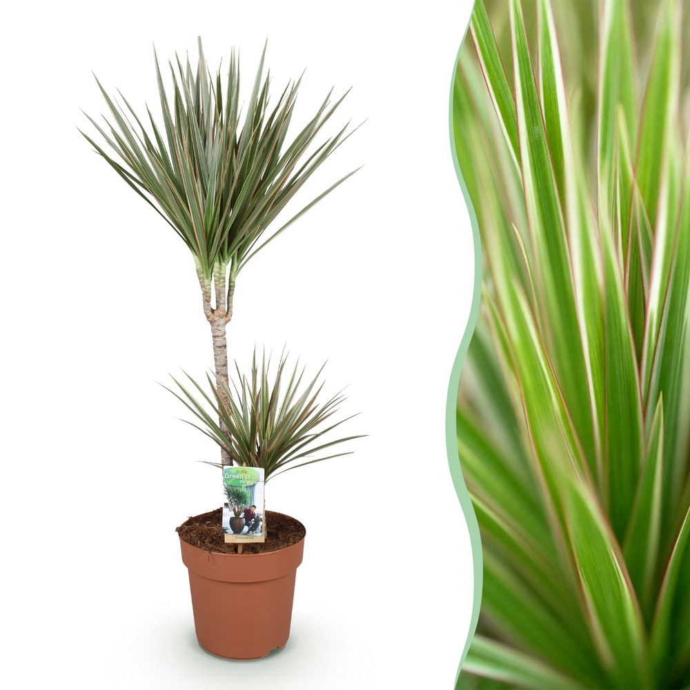 Dracaena marginata bicolor – pot 21 cm – hauteur 95 cm