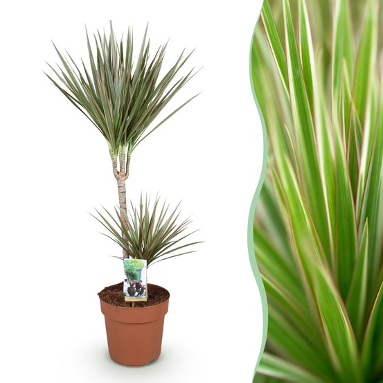 Dracaena marginata bicolor – pot 21 cm – hauteur 95 cm