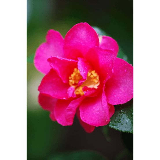 Camélia d'automne 'crimson king' - en pot de 4 litres