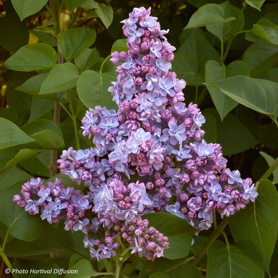 Lilas commun 'president grevy' pot de 4l/5l, buisson, 3/4 branches
