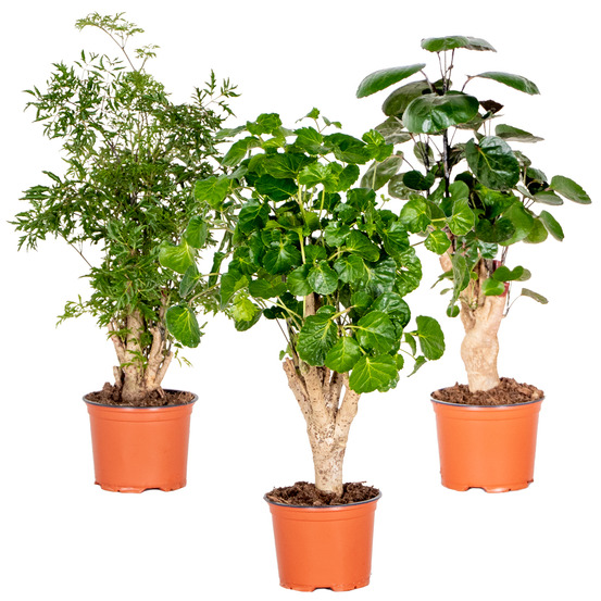 Lot de 3 - polyscias - aralia - fabian, ming, green lemon - 30-40 cm de haut - pot 12 cm