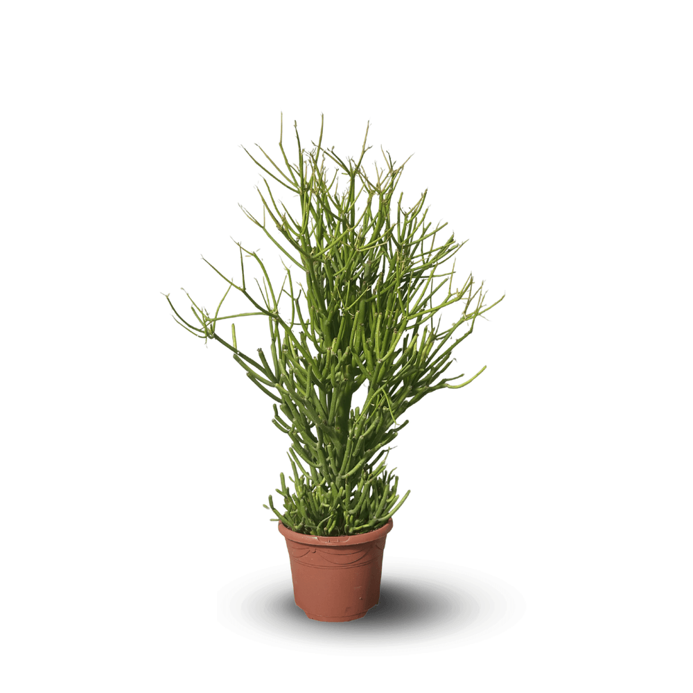 Euphorbia tirucalli - plante crayon - ↕ 70-80 cm - ⌀ 17 cm - cactus et plantes grasses