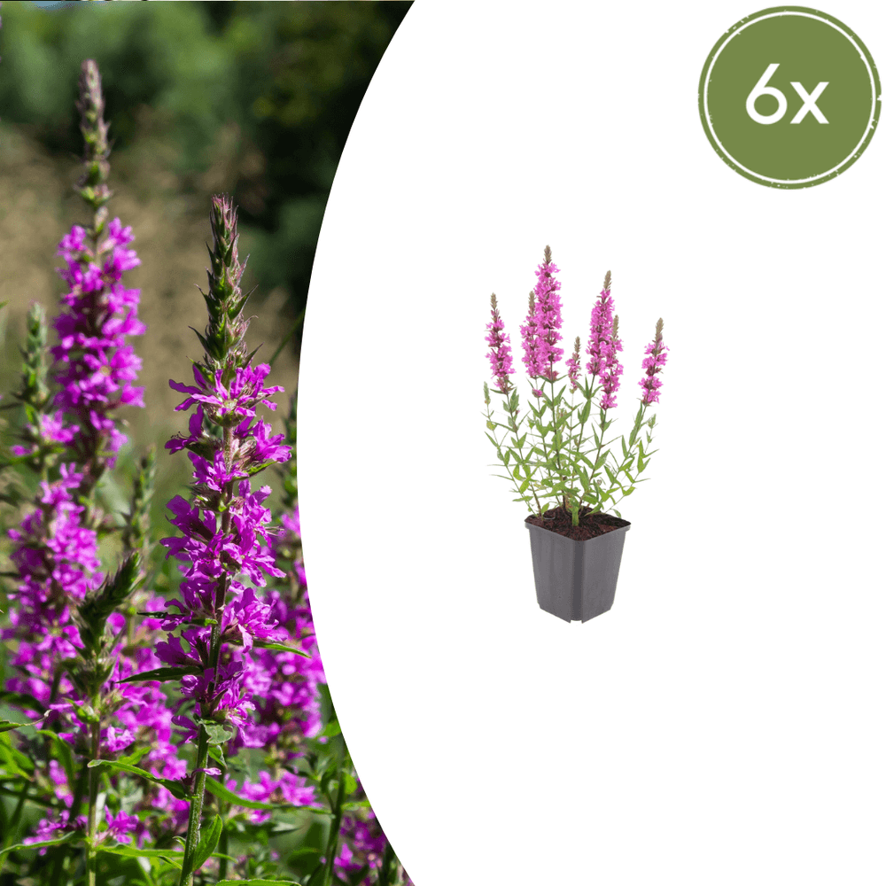 Salicaire commune (lythrum salicaria) 'salicaire' - 6