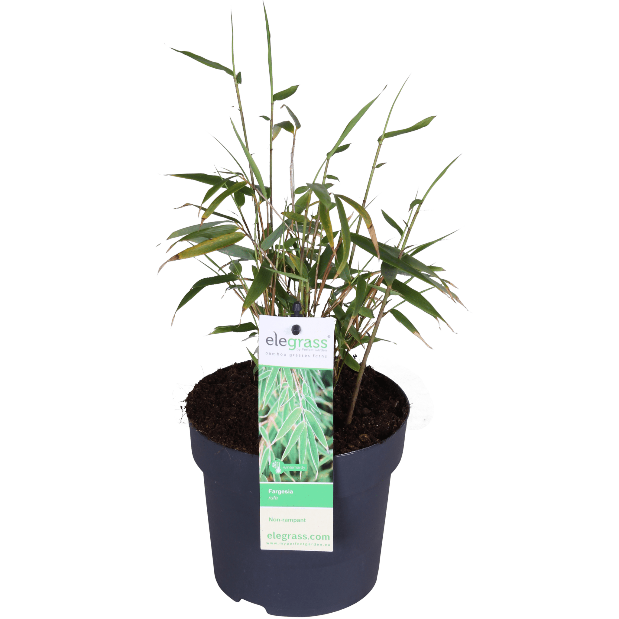 Bambou - Fargesia Rufa - ↨60cm - Ø19 - plante d'extérieur
