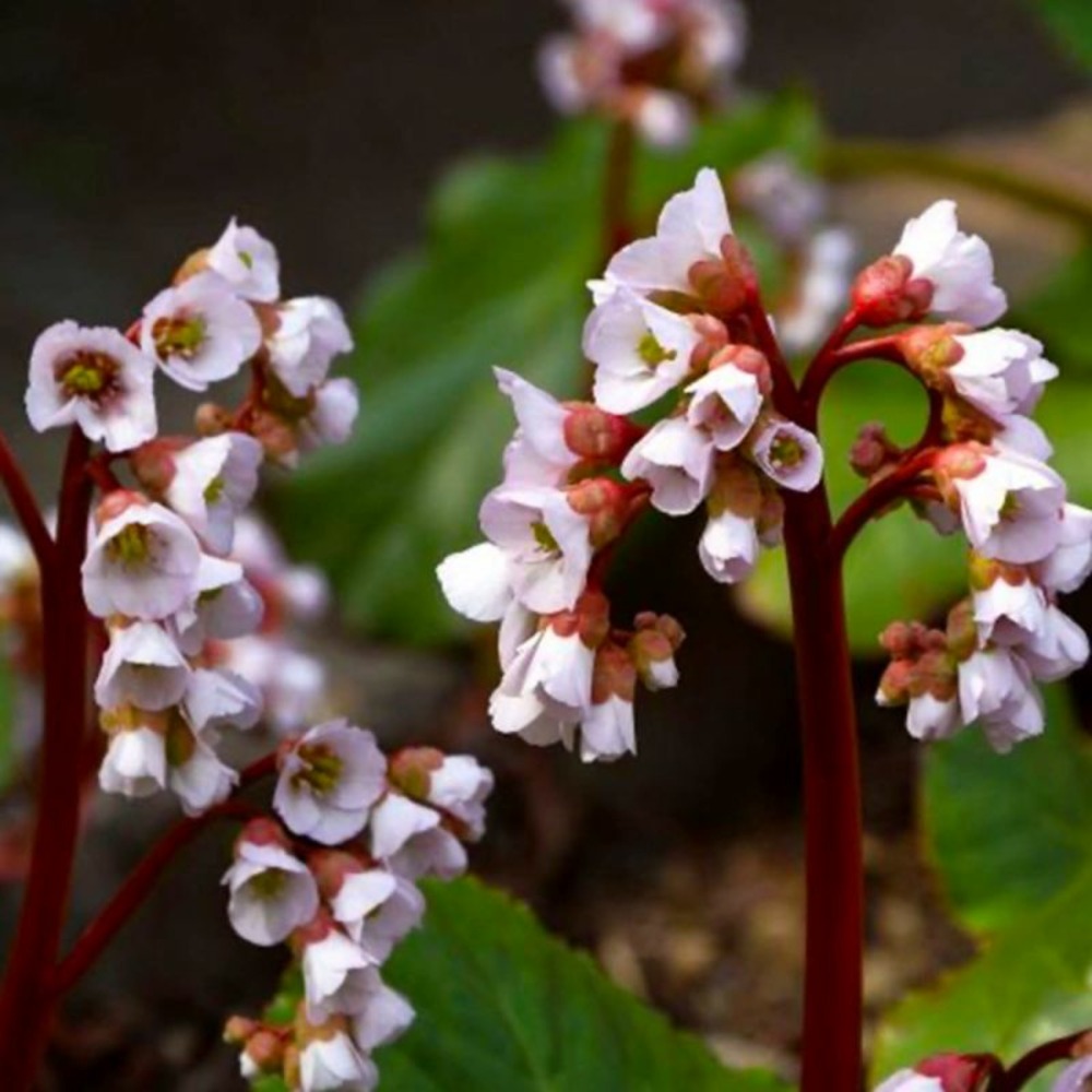 3 bergénies à fleurs blanches (bergenia 'bressingham white')