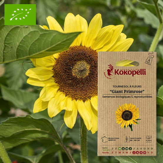 Tournesol à fleurs giant primrose- graines bio à semer