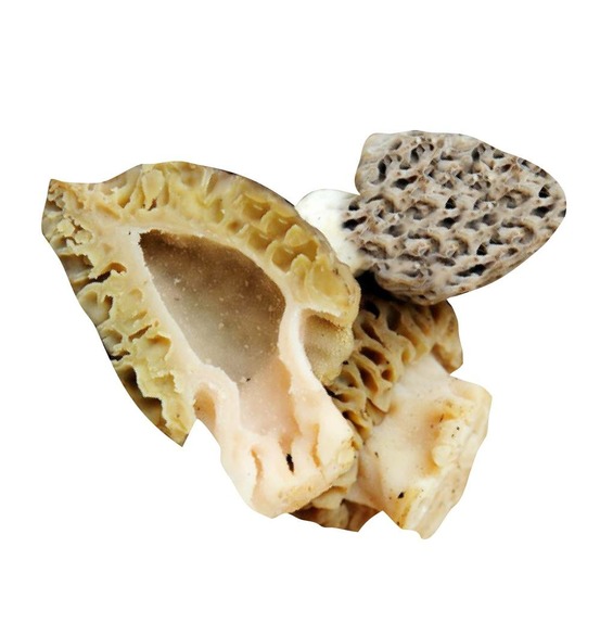 Morilles extra - bocal de 25 g