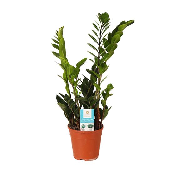 Zamioculcas zamiifolia - ø14cm - ↕45cm - plantes d'intérieur