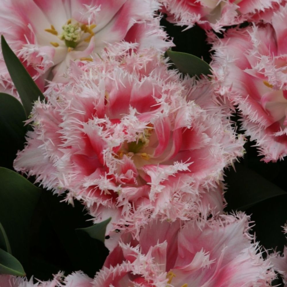 Tulipe 'double crispa queensland' bulbe calibre 11/12 (par 6)