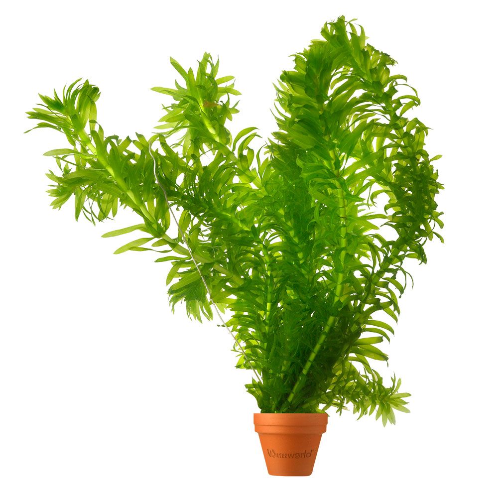 Elodea , lot elodea - plante oxygénante pour bassin, résistante au froid