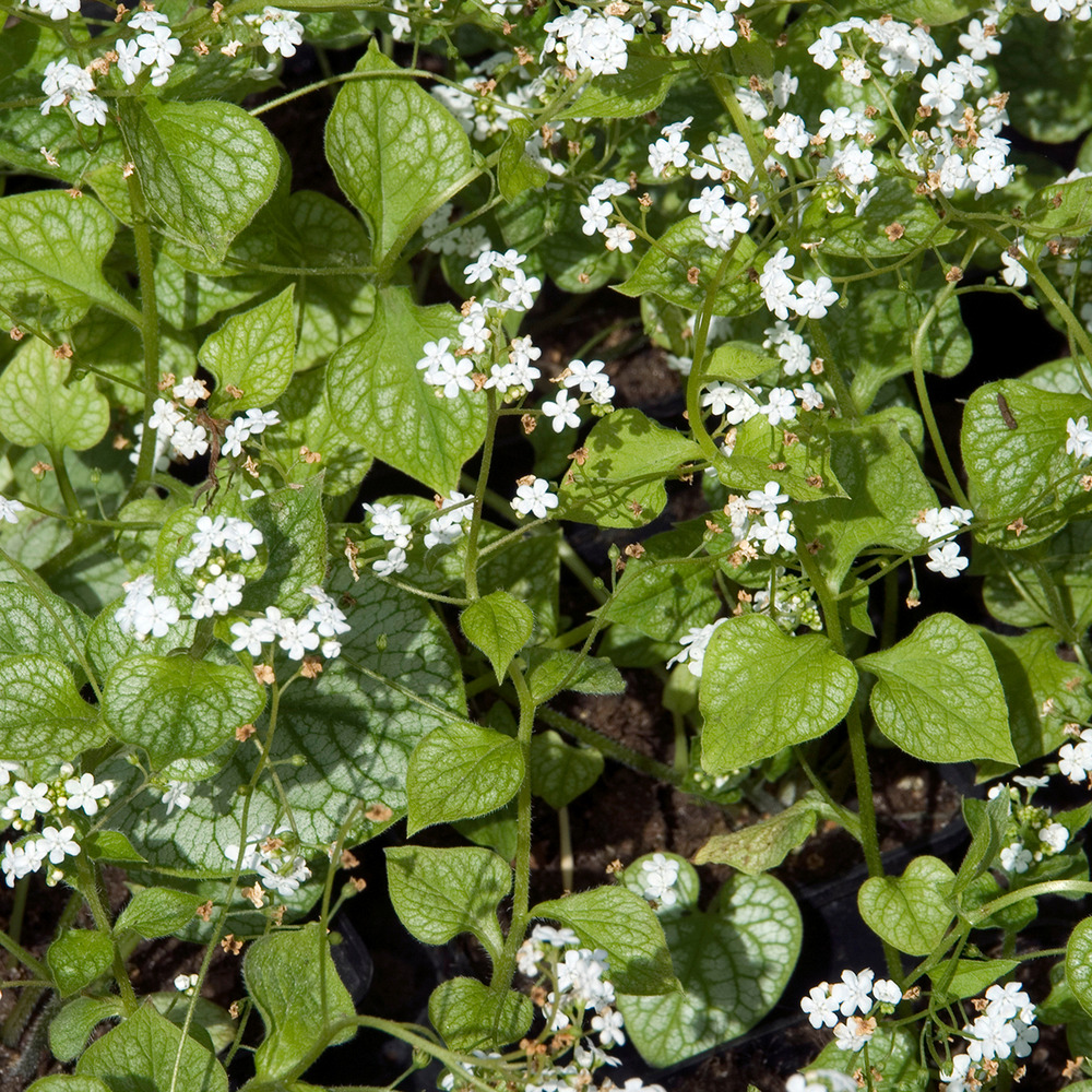 Buglosse de sibérie 'mr morse'® godet de 8/9 cm