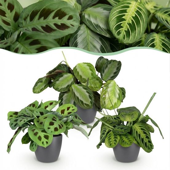 Maranta mix - silverband, lemon lime & kerchoveana - pet-friendly - pot de 12cm - hauteur 25cm - plantes d'intérieur