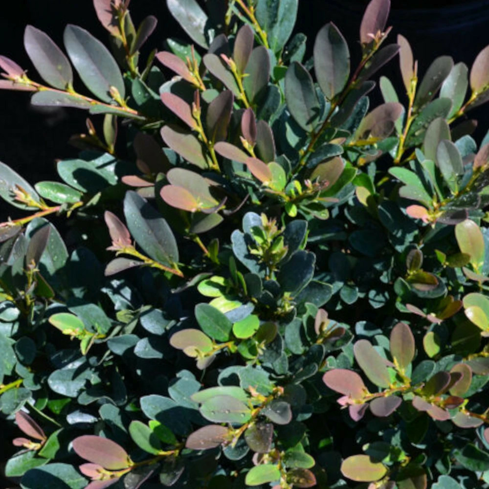 Distylium coppertone 'piidist-iii' pot de 3l - 40/60 cm