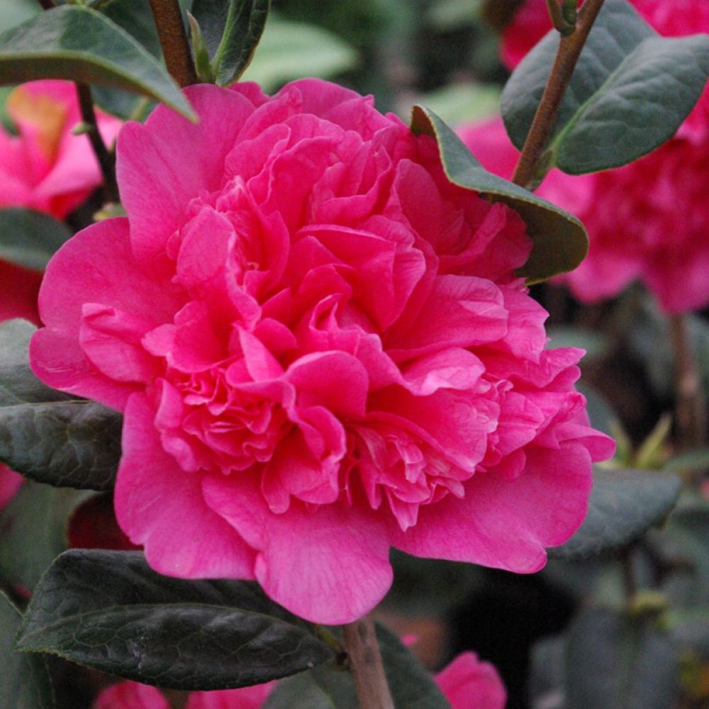 Camélia 'donation' pot de 4l/5l