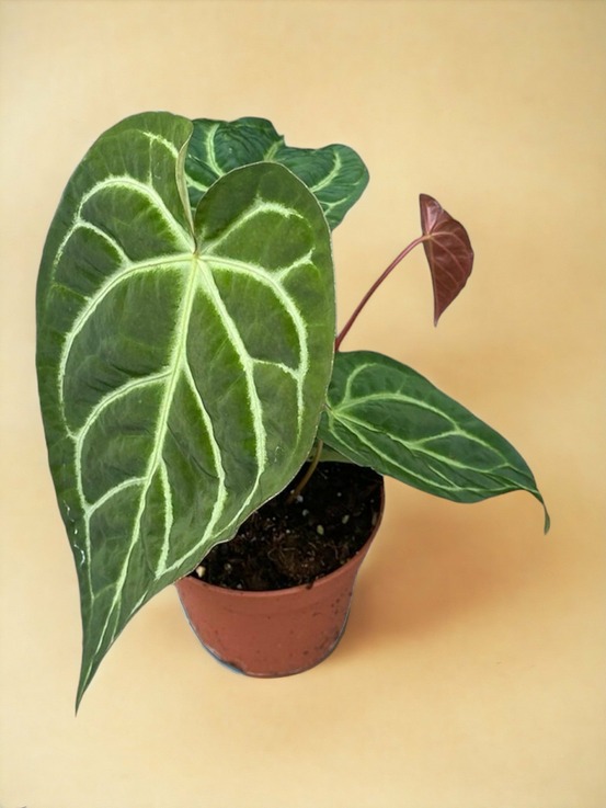 Anthurium magnificum x regale