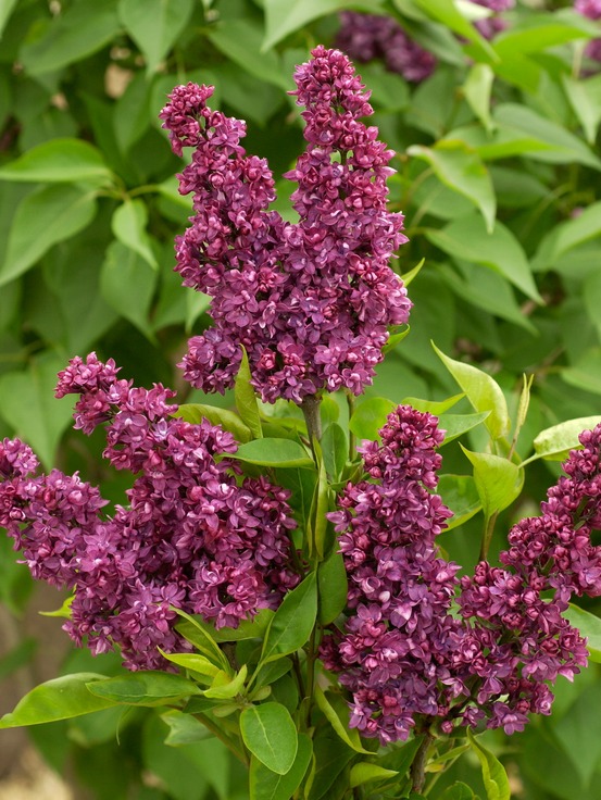 Lilas commun 'charles joly' pot de 2l/3l